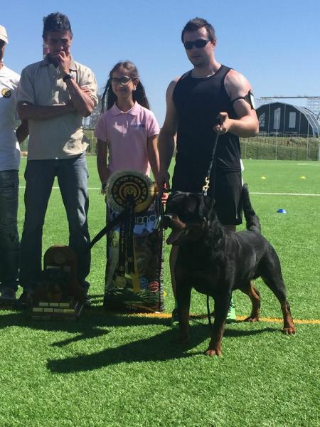 Rottweiler. GERO KING OF THE EAST.