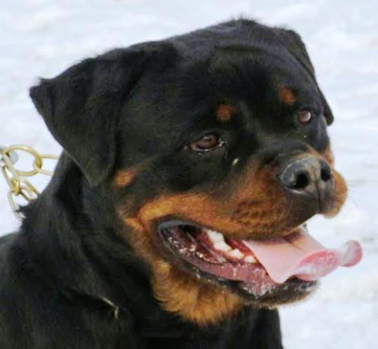 Rottweiler. Dona Of Nicola´s Lion.