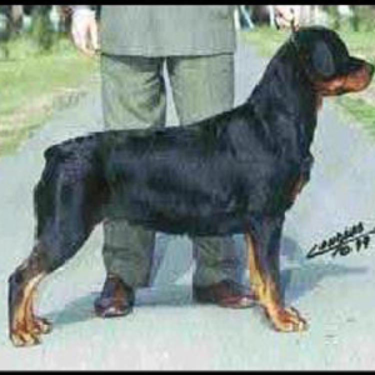 Rottweiler.  Ch. Fia De Breogan.