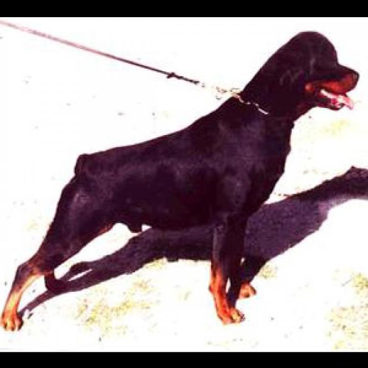 Rottweiler.  Ch. Janko De Breogan.