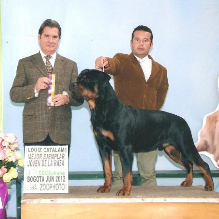 Rottweiler.  Ch. Arcio De Breogan.