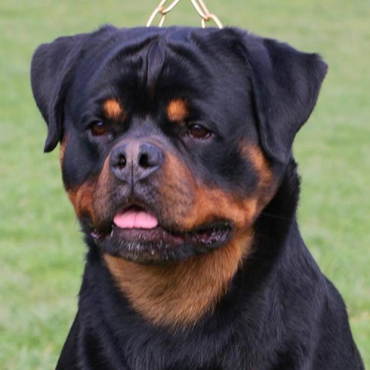 Rottweiler.  Ch. Rolex Vom Hause Pista.
