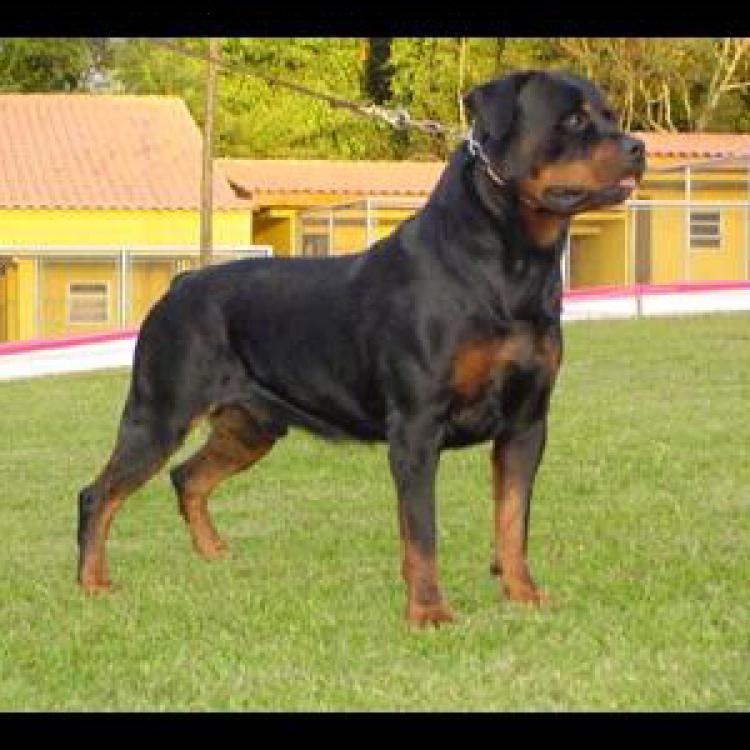 Rottweiler.  Ch. Umbro De Breogan.