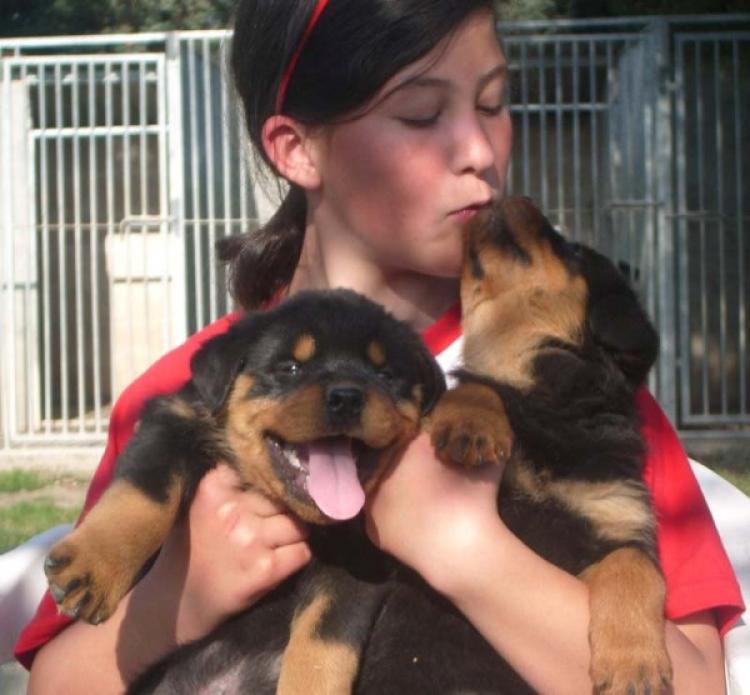 Rottweiler. Camada A.