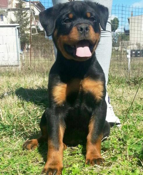 Rottweiler. Puppies Of Royal Musketiers Kennel. Ch. Jerry Lee van Gorgar x Kris of Royal Musketiers