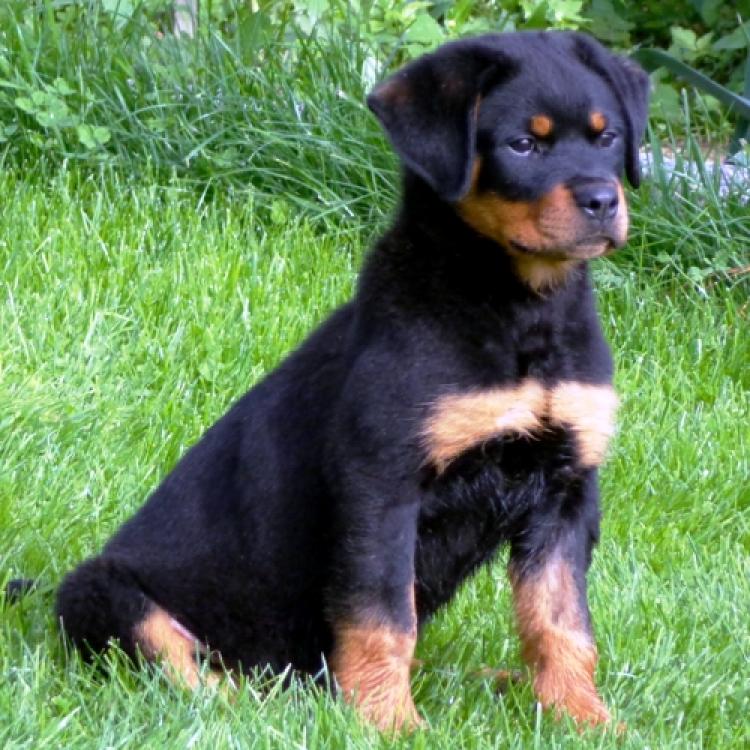 Rottweiler. Rottweiler.