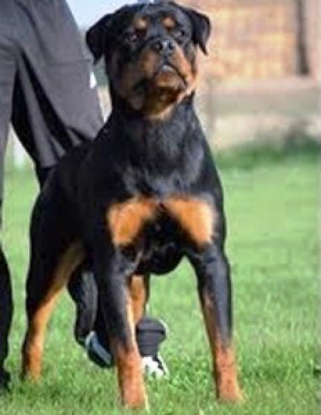 Rottweiler.  Ch. Haik De Breogan.