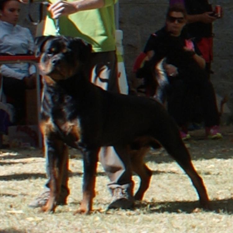 Rottweiler.  Ch. Leon De Breogan.