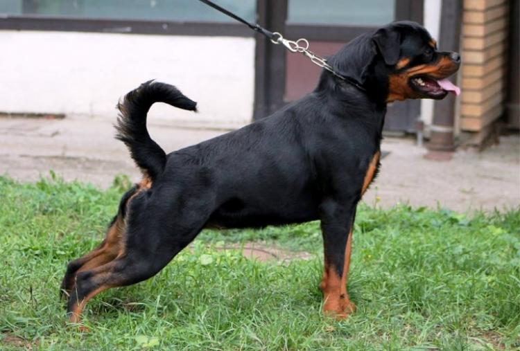 Rottweiler.  Ch. Shery Brko Star.