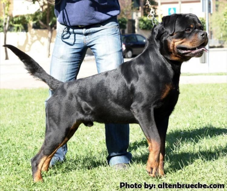 Rottweiler.  Ch. Jerry Lee Van Gorgar.
