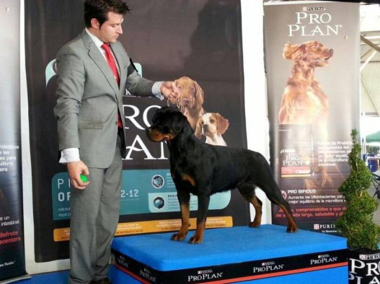 Rottweiler.  Ch. Joya De Breogan.