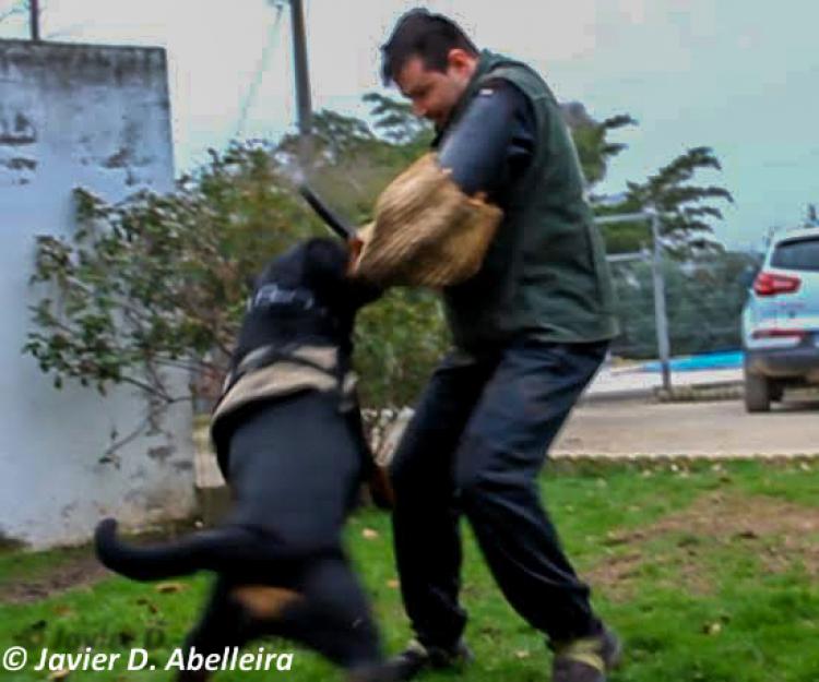 TÃtulos obtenidos por nuestros perros Rottweiler.  Ch. Falco Von Haus Drazic. TÃtulos obtenidos por nuestros perros Rottweiler.  Ch. Falco Von Haus Drazic.