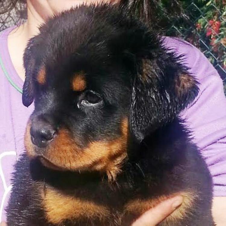Rottweiler. Onda De Breogan.