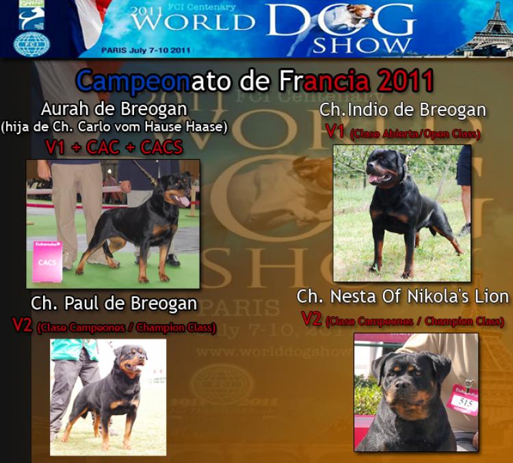 Rottweiler. Rottweiler.