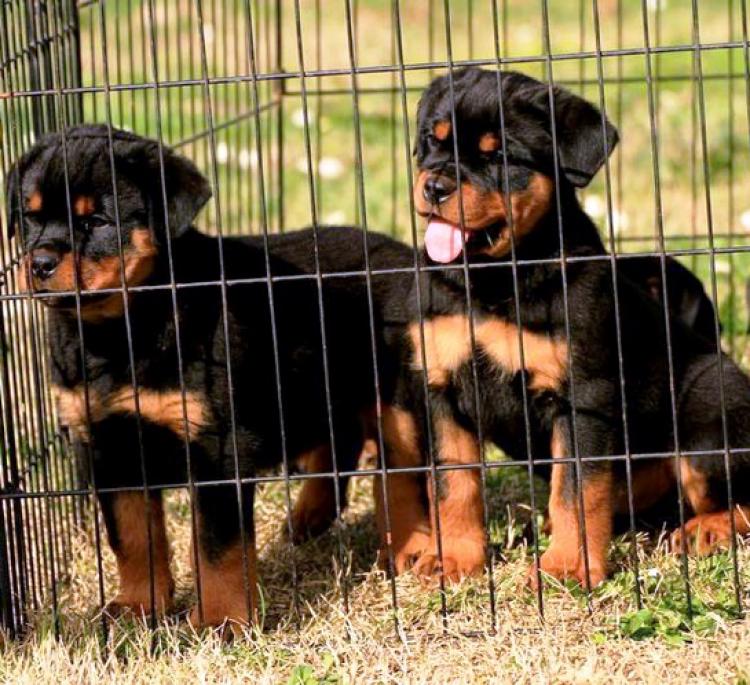 Rottweiler. Puppies Of Royal Musketiers.