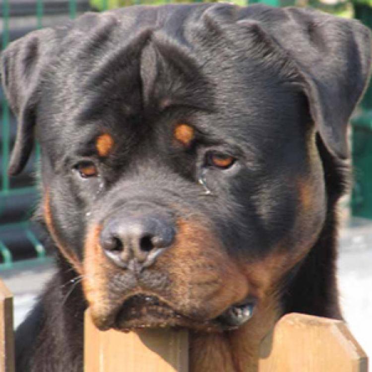 Rottweiler. Xahiro de Breogan.
