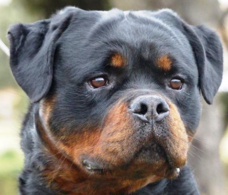 Rottweiler. GERO KING OF THE EAST.