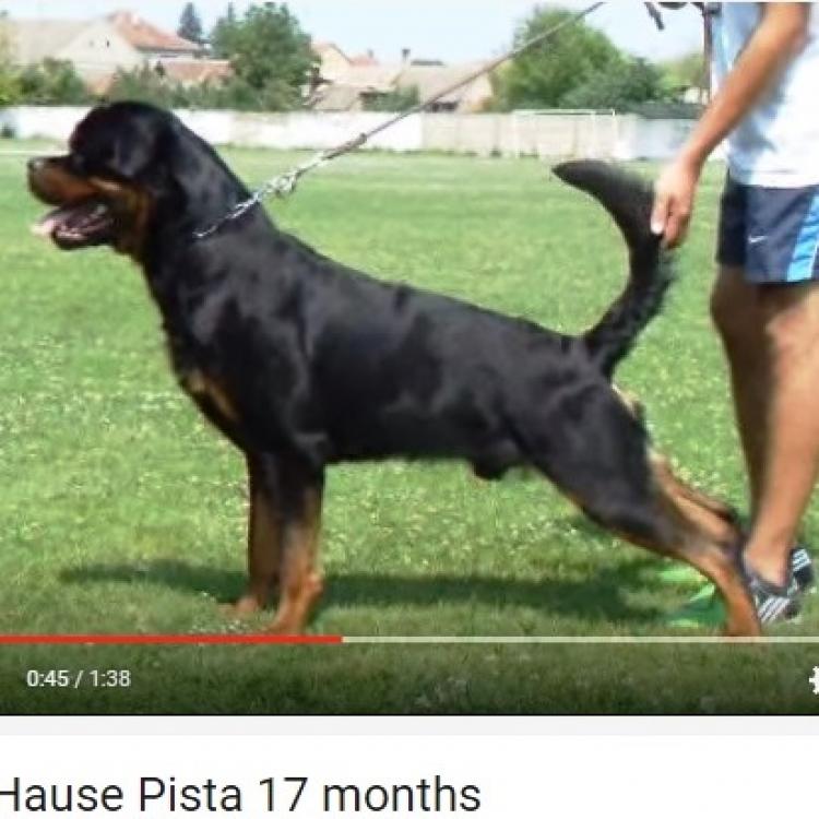 Rottweiler.  Ch. Rolf Vom Hause Pista.