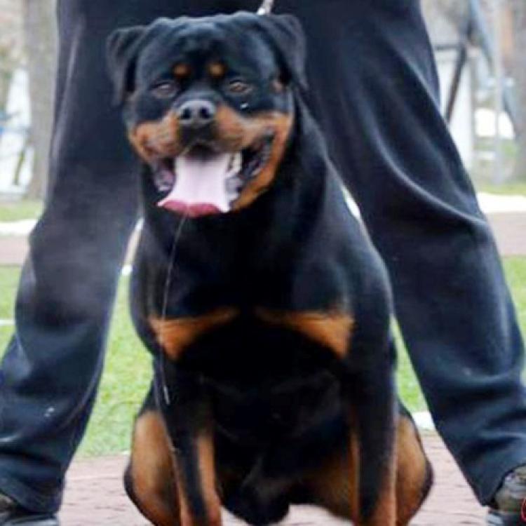 Rottweiler. Phyton Flash Rouses.