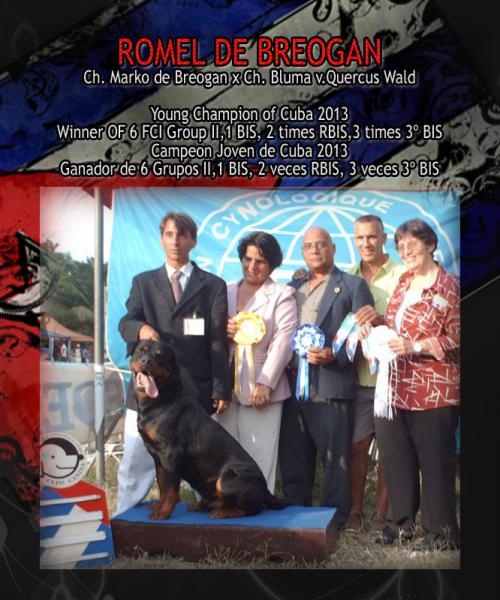 Exposicion Internacional de Cuba. Rottweiler. Jr.Ch. Romel de Breogan.