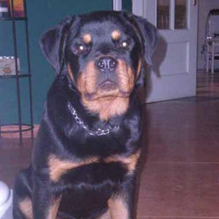 Rottweiler. Abilioh De Breogan.