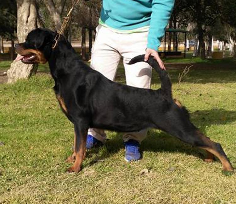 Rottweiler.  Ch. Roma De Breogan.