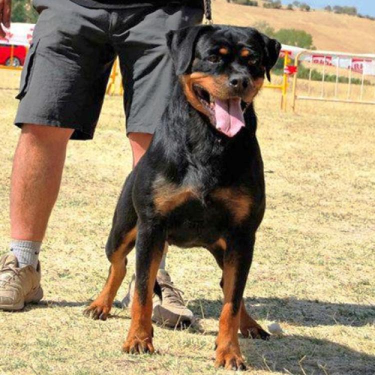 Rottweiler.  Ch. Aurah De Breogan.