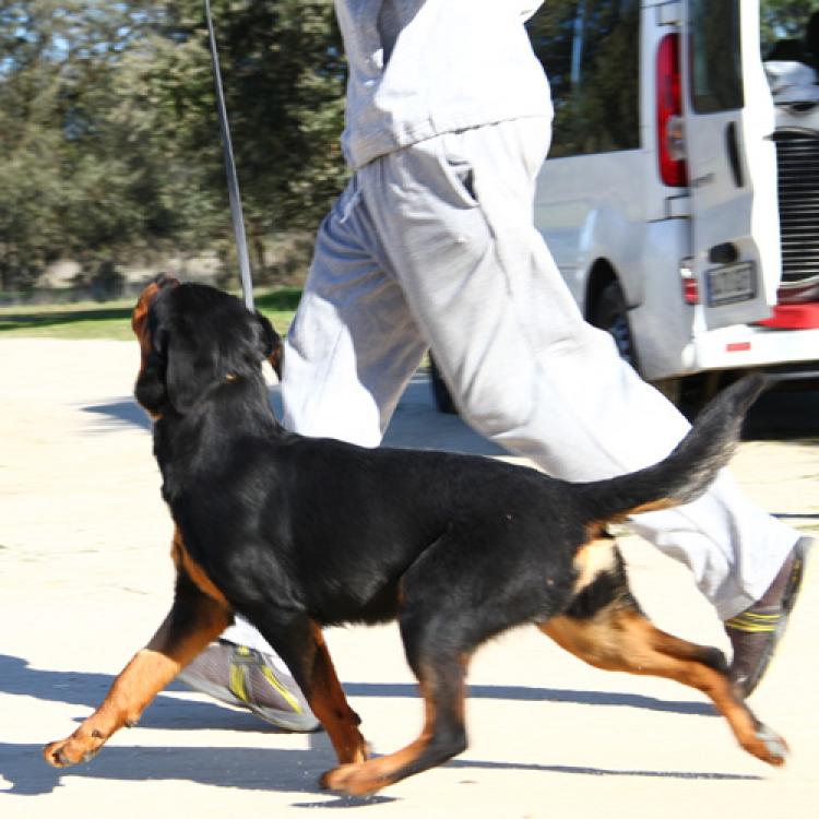 Rottweiler.  Ch. Xax De Breogan.