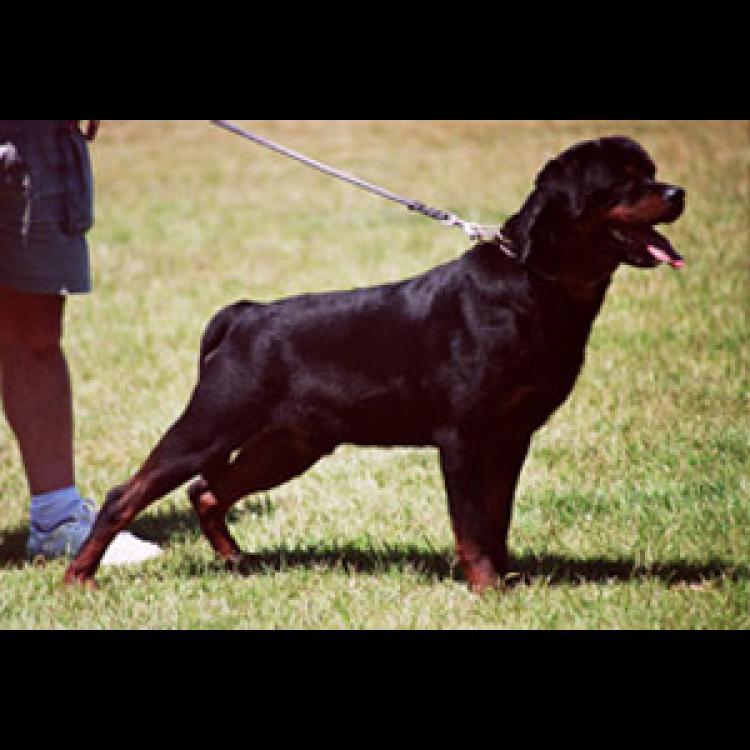 Rottweiler.  Ch. Quito De Breogan.