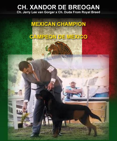 Campeonatos de México. Rottweiler. Ch. Xandor de Breogan.