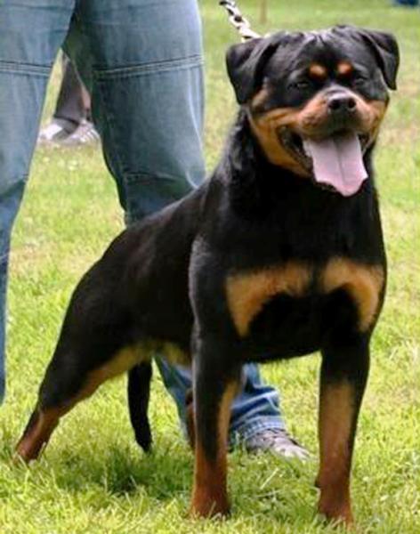 Rottweiler.  Ch. Shery Brko Star.
