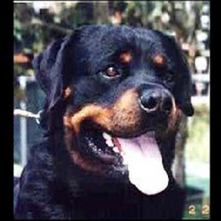 Rottweiler.  Ch. Enzo De Breogan.