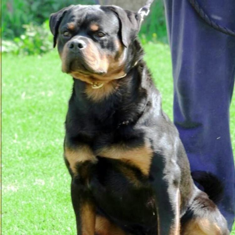 Rottweiler. Benno Van Gorgar.