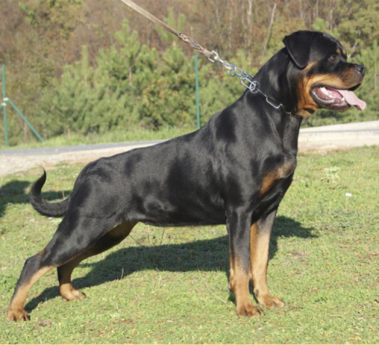 Rottweiler.  Ch. DIXI MIRACLE ROTT.