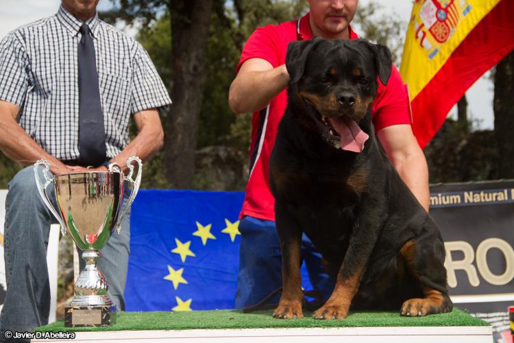 Rottweiler. GERO KING OF THE EAST.
