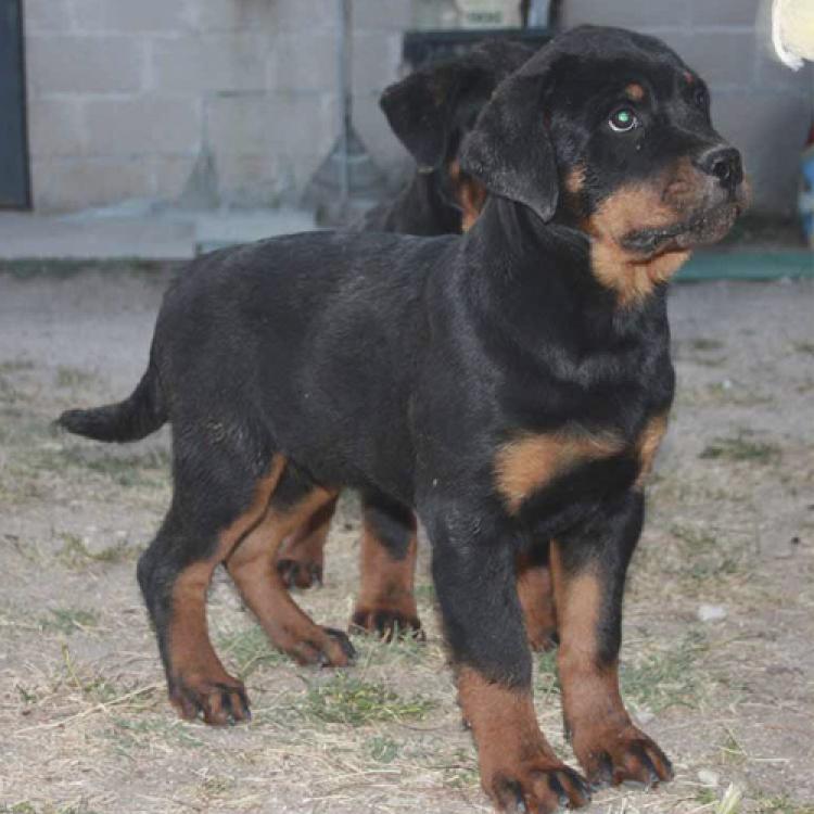 Rottweiler. Seiko De Breogan con 3 meses.