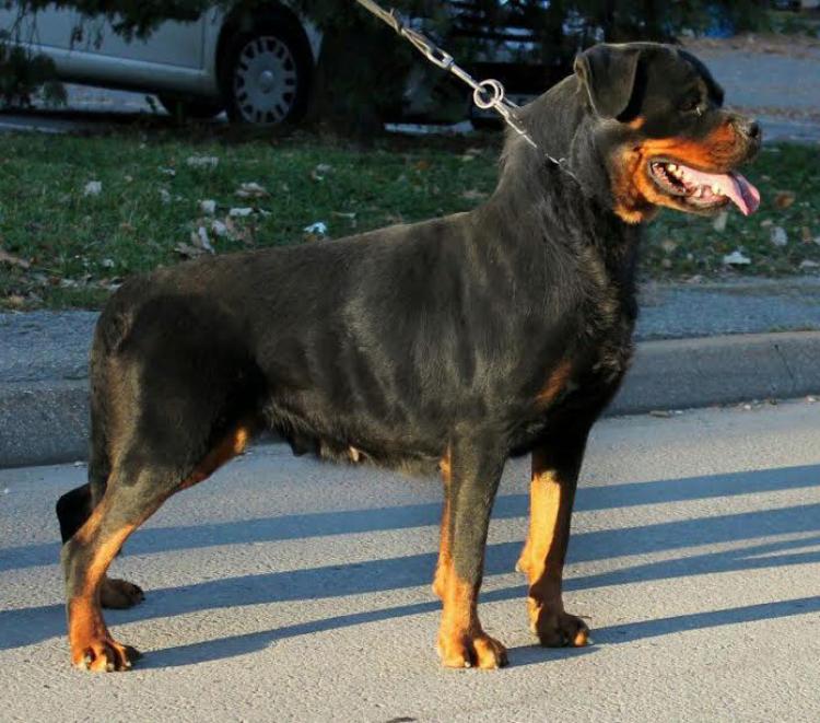 Rottweiler.  Ch. Princess Brcko Star.