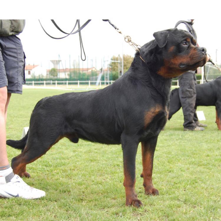 Rottweiler.  Ch. Indio De Breogan.