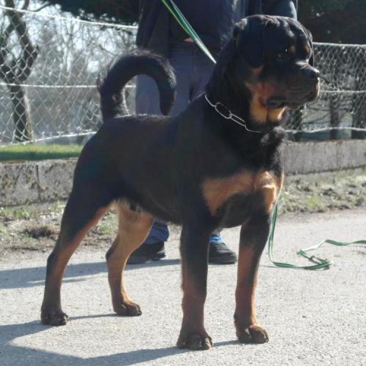 Rottweiler. Bronko Van Gorgar.