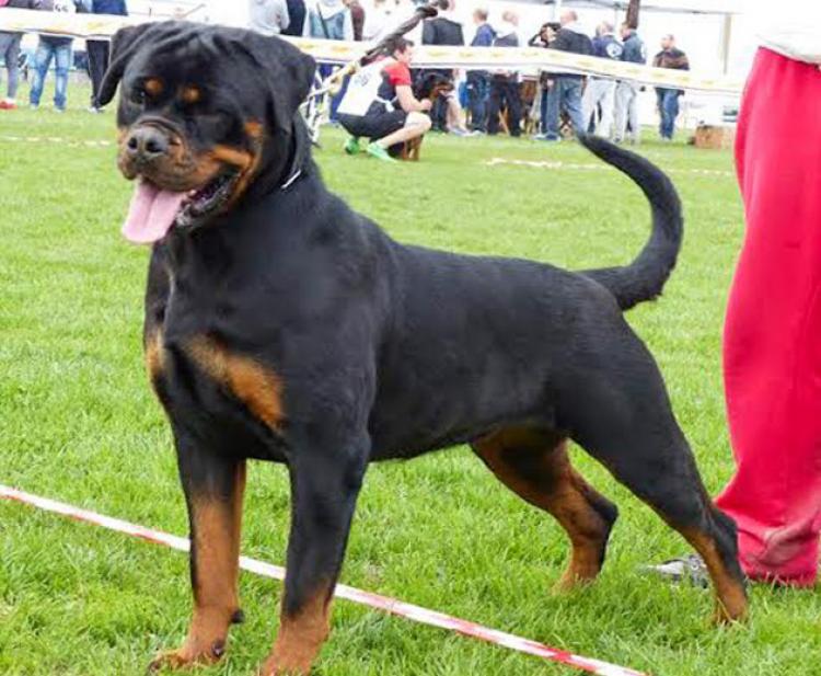 Rottweiler.  Ch. Iva Of Nicola´s Lion.