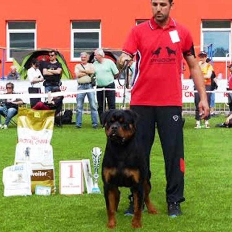 Rottweiler.  Ch. Balco De Breogan.