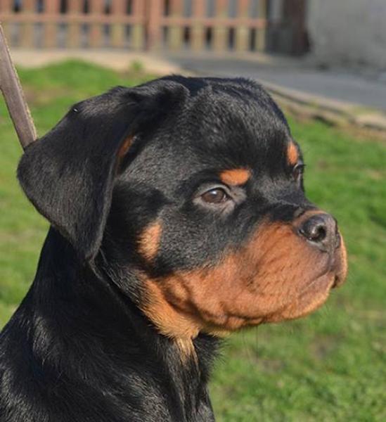 Rottweiler. Kenzo Ritter Vom Camelot.