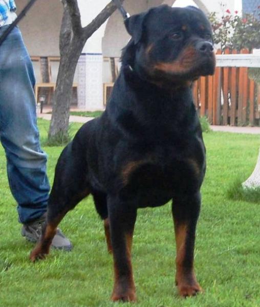 Rottweiler.  Ch. Xahiko De Breogan.