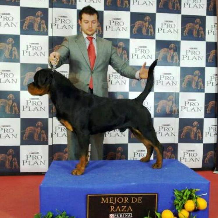 Rottweiler.  Ch. Oki Vom Haus Drazic.