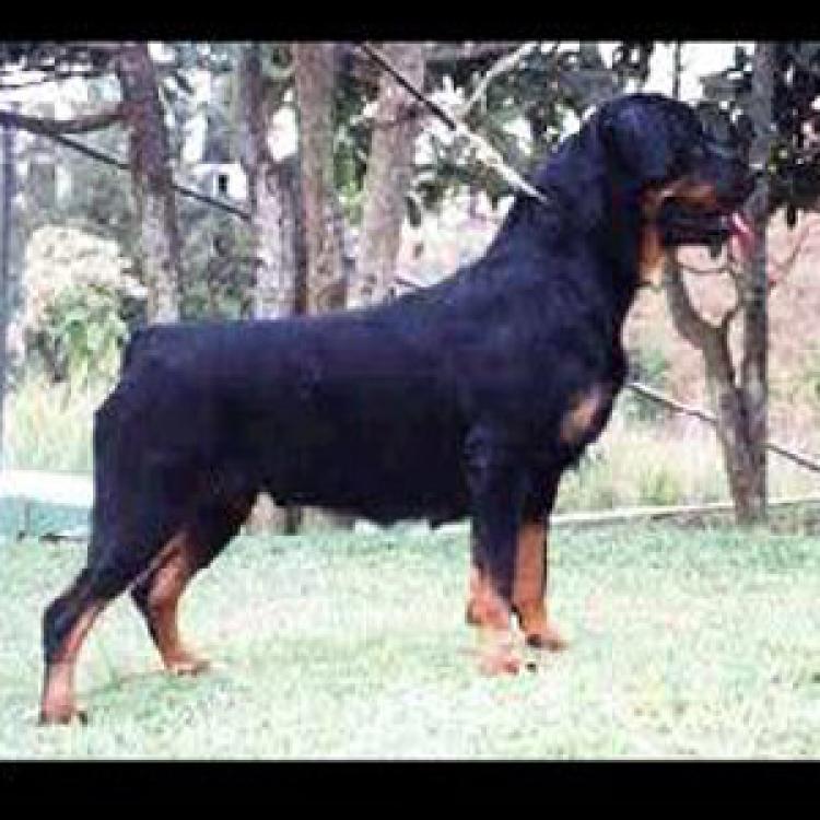 Rottweiler.  Ch. Tosca De Breogan.