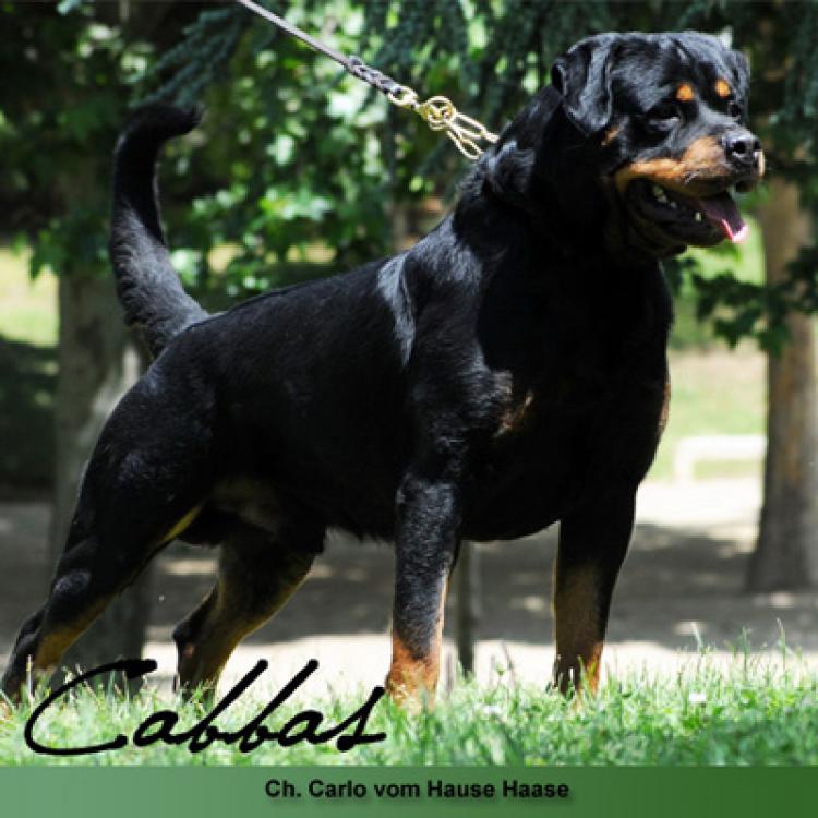 Rottweiler.  Ch. Carlo Von Hause Haase.
