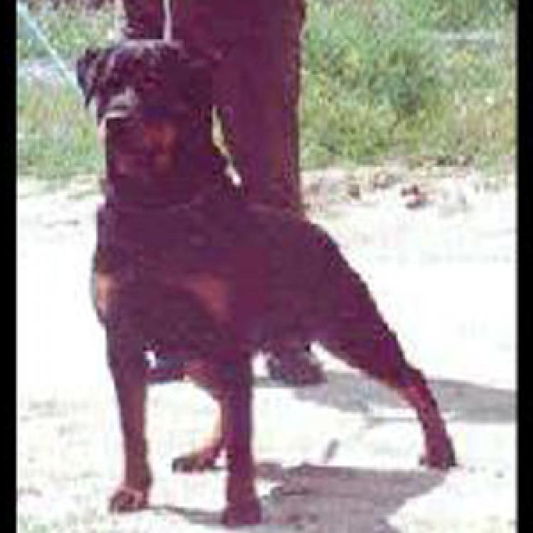 Rottweiler.  Ch. Zessy De Breogan.