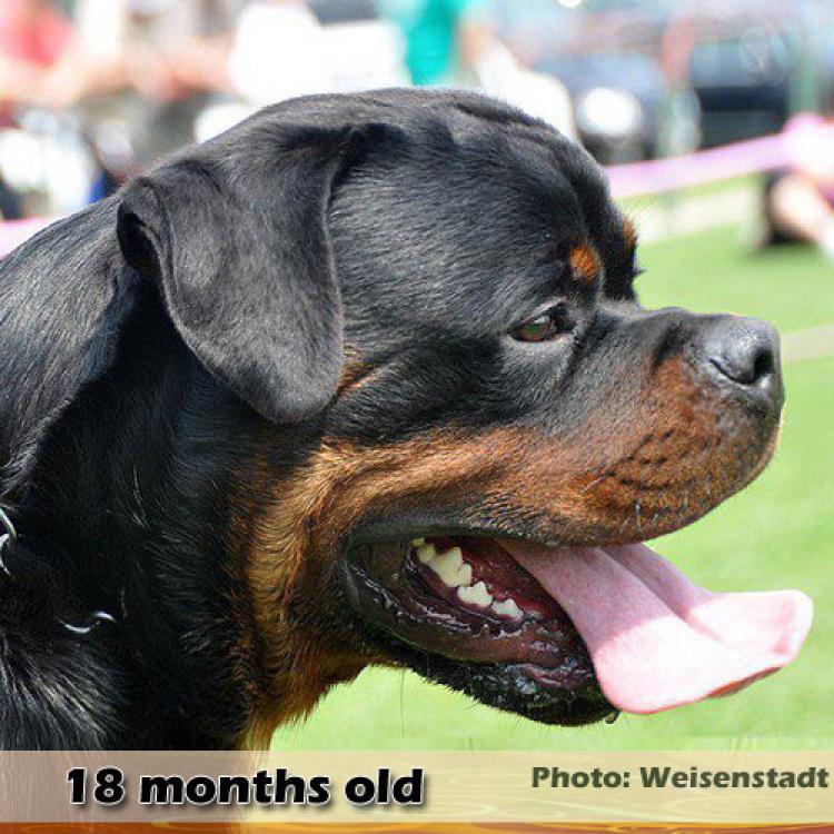 Rottweiler.  Ch. Jerry Lee Van Gorgar.