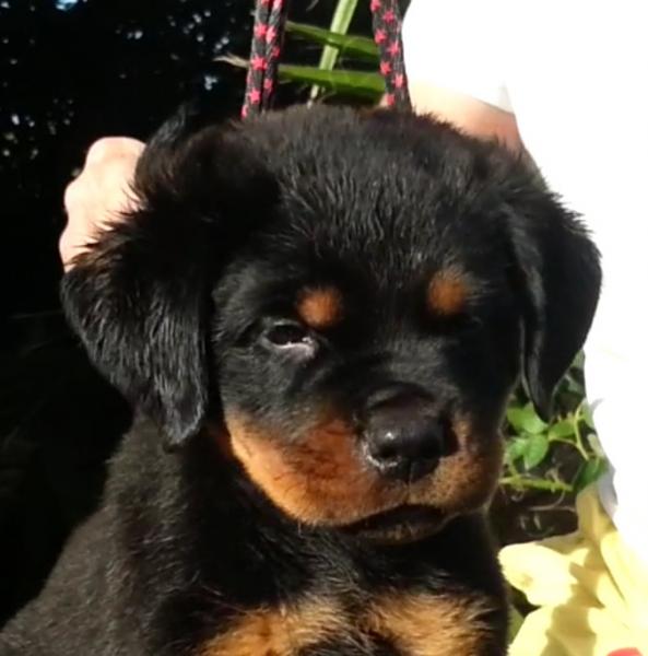 Rottweiler. Quirvy De Breogan con 2 meses.