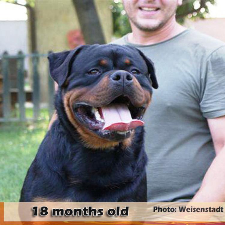 Rottweiler.  Ch. Jerry Lee Van Gorgar.